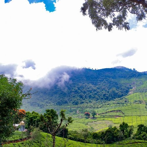 your-travel-sarathi-botanical garden-coonoor
