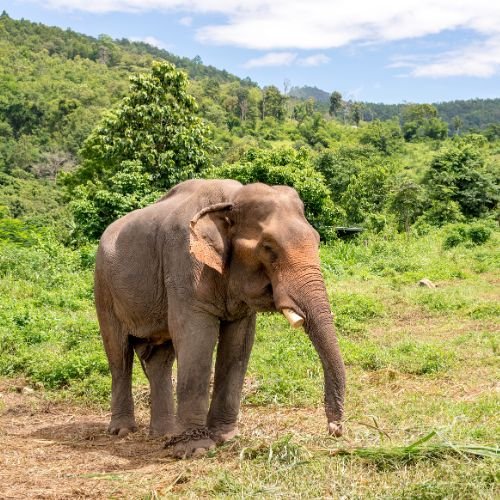 your-travel-sarathi-dubare-elephant-camp