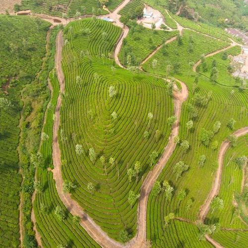 your-travel-sarathi-munnar